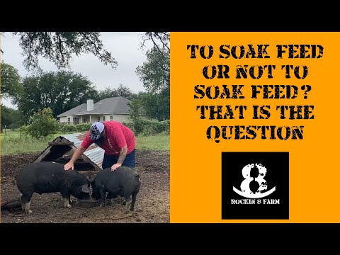 Why You Should Soak Your Pig's Feed | Idaho Pasture Pigs