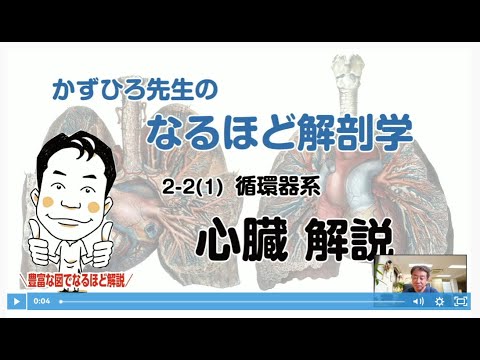 かずひろ先生 内臓解剖学 心臓