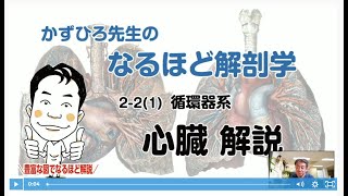 かずひろ先生 内臓解剖学 心臓