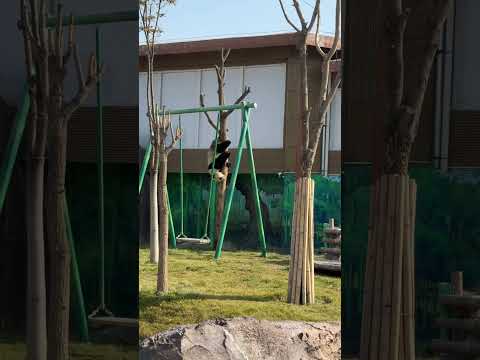 The #panda that climbs the tree upside down has some kung fu skills. 🐼👏