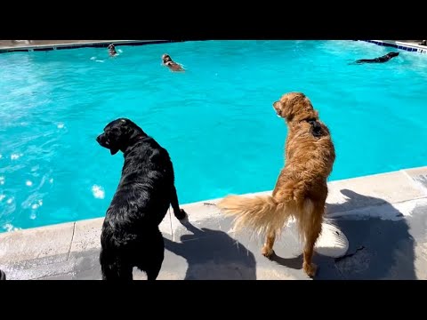 DOG PARTY AT THE POOL!!! 125 DOGS ATTENDED!!! 🐶💦