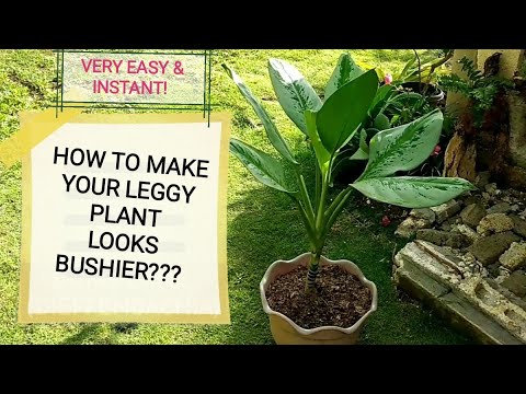 HOW TO MAKE "LEGGY" PLANT LOOKS BUSHY? by Anak Bukid