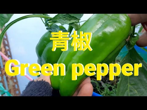 青椒 Green pepper