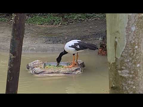 Bird Paradise @ Mandai Singapore- The Australian Outback