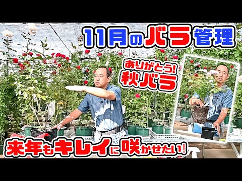 秋バラ満開🌹でも?秋の開花後はどうしたらいいの?【11月のバラ管理】 高木大輔さん