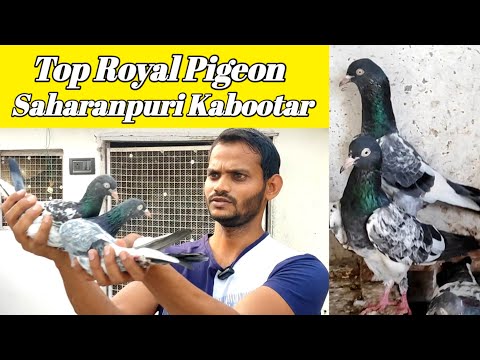 Saharanpuri Kabootar ! ! Top Class Royal Pigeons ! ! Arshad idrisi pigeon