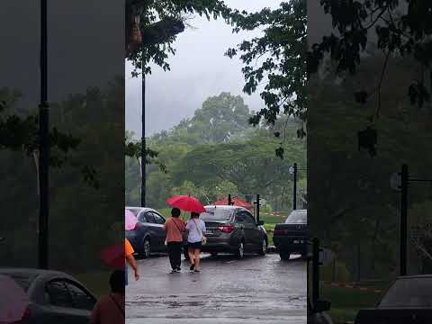 Rainy Day at Taiping Lake Garden #taiping #taipingperak  #taipingtown