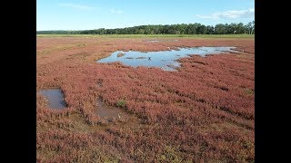 Abashiri lakes and coral grass festival (網走さんご草祭り)