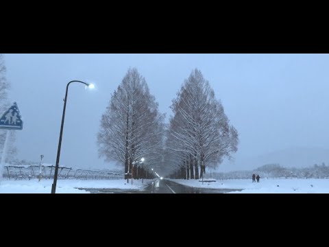 冬のメタセコイア並木　～滋賀県高島市～