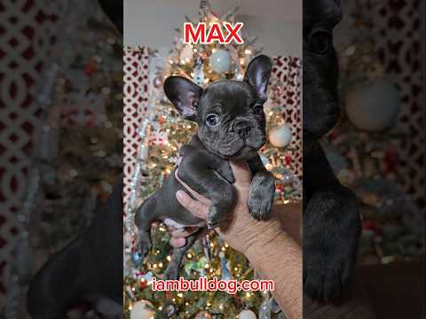 MAX is a spectacular Hershey Bar Chocolate Male Frenchie #frenchie #frenchbulldog