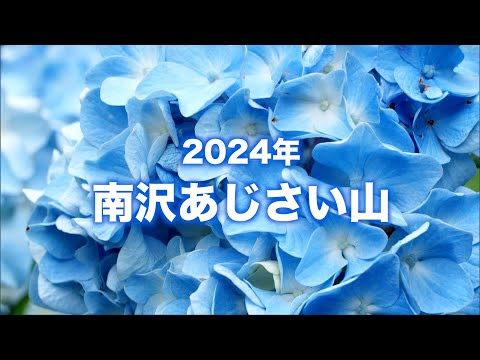 「南沢あじさい山」東京都内の絶景紫陽花スポット/次世代に受け継がれる物語