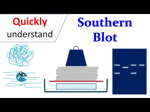 Southern Blot