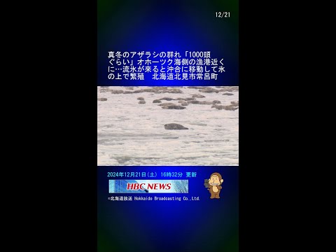 真冬のアザラシの群れ「1000頭ぐらい」オホーツク海側の漁港近くに…流氷が来ると沖合に移動して氷の上で繁殖　北海道北見市常呂町 #Shorts