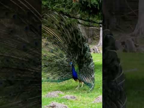 Peacock in full bloom#peacock#animal #birds#