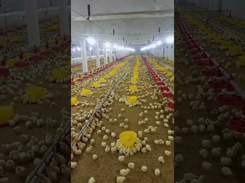 broiler chicks #poultryfarm  #broiler_poultry_farm #farming #birdslover #broilerprofits