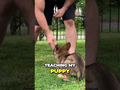 Unleash the Fun Supercharge Your Puppy Training with Multiple Commands