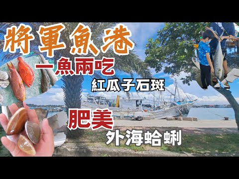 台南將軍魚港：紅瓜子石斑1隻1100，1公斤賣880丨10顆外海蛤蜊450 超肥美丨剪破布1公斤300 丨 飛扁8kg 800丨 鮮魚5種特色！