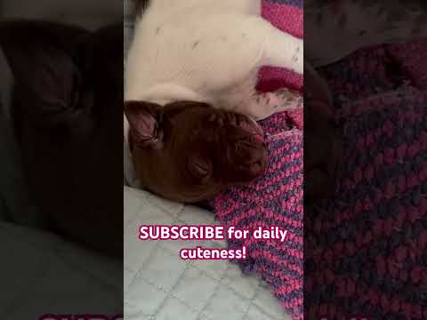 Help us get to 50 subscribers so we can start live puppy streaming! #puppy #love #puppylife #gsp