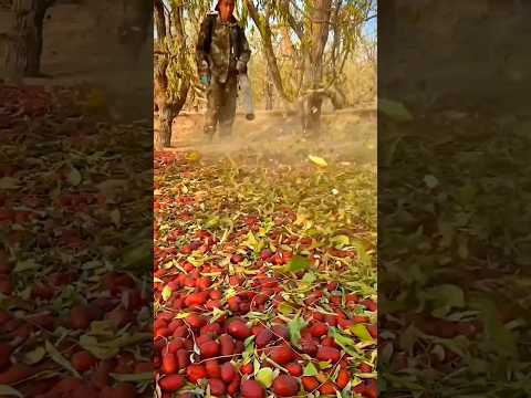 Interesting Methods Harvest Chinese Red Dates #agriculture #foodlover #amazingfacts