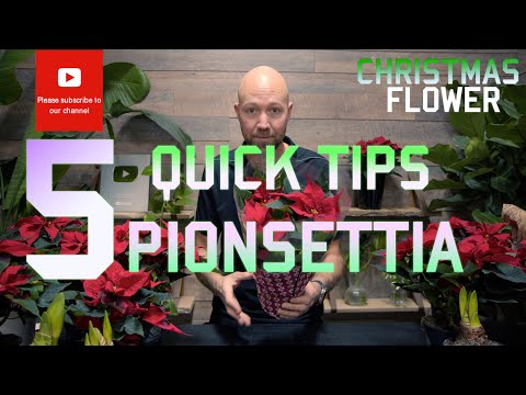 Poinsettia Christmas Flower 5 Quick tips