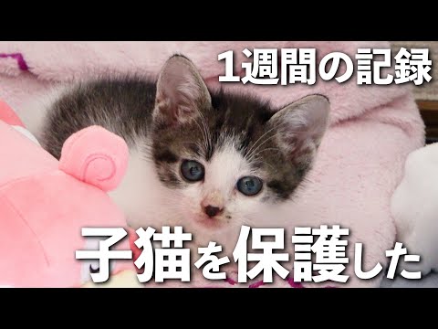 【野良猫から家猫へ】保護して1週間の記録｜子猫｜保護猫｜犬と猫