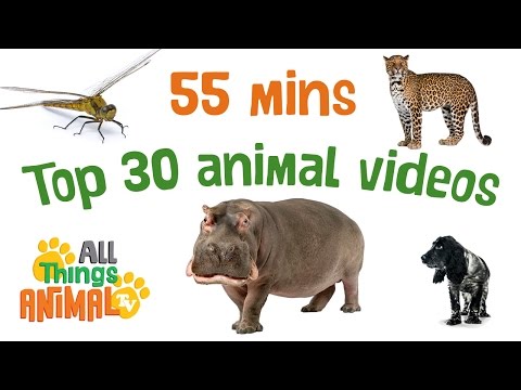 * TOP 30 AMAZING ANIMALS FOR KIDS * | Playlist | All Things Animal TV