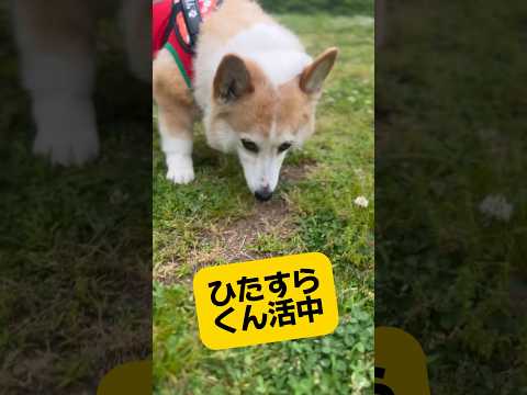 毎日の朝晩のお散歩🐶後ろ姿も正面姿も見てるだけで癒される飼い主☺️はい。親バカ〜🤣💦#ぱんちゃん #コーギー #わんこ動画 #犬動画 #癒し #いぬすたぐらむ #いぬのいる生活 #コーギー大好き