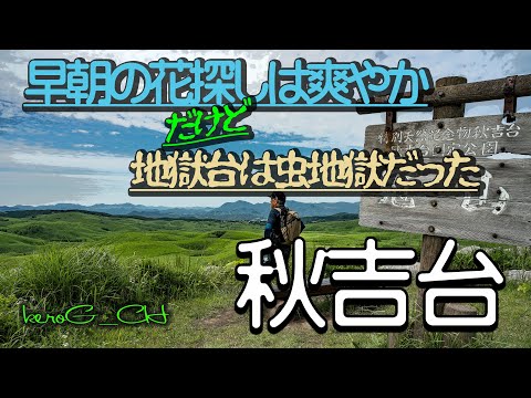 【秋吉台 SIGMA fpL】早朝の花探しは爽やかだけど地獄台は虫地獄だった