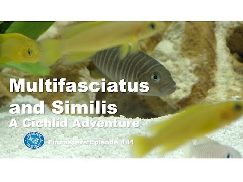 Multifaciatus and Similis  -- Shell Dwellers Fincasters Episode 141