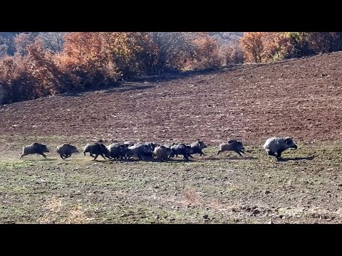 WILD BOAR HUNT -  DOMUZ AVI VİDEOLARI 5