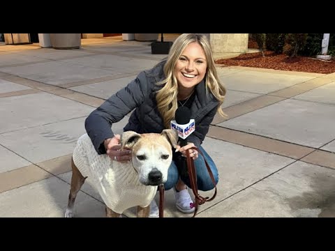 Pick your pup & your price for dog adoptions at the San Diego Humane Society