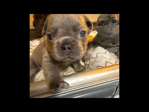 It’s PUPPY time!! 26 Day Old Rescue Frenchie Litter in Action! #Rescue #puppy