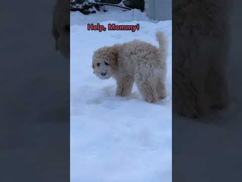 助けを求める子犬/Snow Ate Puppy’s Favorite Ball#shorts#Goldendoodle#ゴールデンドゥードル