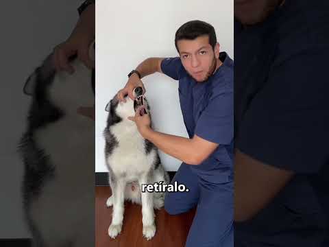 Cómo salvar la vida de los perros 👏