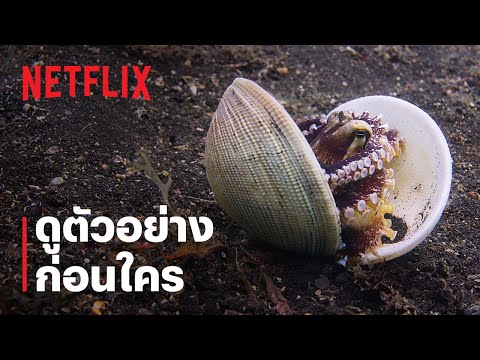 มหาสมุทรของเรา (Our Oceans) | ปลาหมึกไล่ปลา | ดูตัวอย่าง ก่อนใคร | Netflix