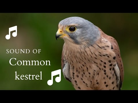 👉 S23 Common kestrel ( Falco tinnunculus ) | Vânturel roșu