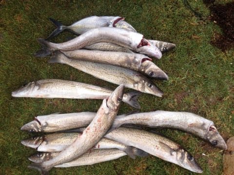 Rockingham King George Whiting Fishing Mayhem