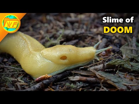 How the Banana Slug Breaks Physics...