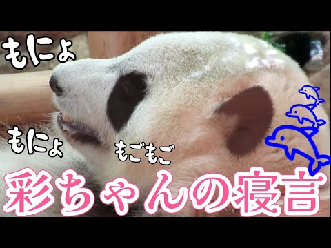 彩🌈ちゃんの、もっごもご寝言🤣どんな夢見てる〜？