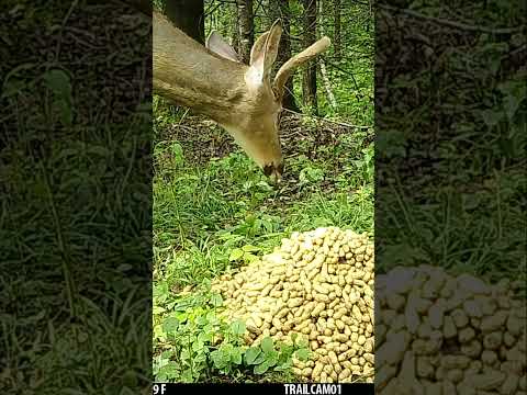 Whitetail Deer snacks on some crunchy Peanuts from a Peanut Pile! #wildlife #trailcam #asmr #deer