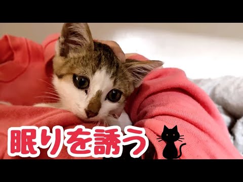 可愛さに負けてケージから出してしまう娘と抱かれたまま動かない子猫