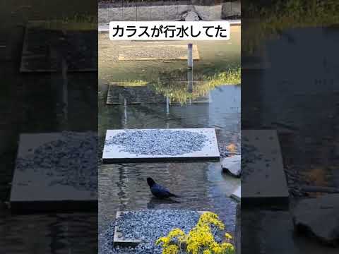 カラスが行水!!🐦‍⬛これが噂のやつ...!!