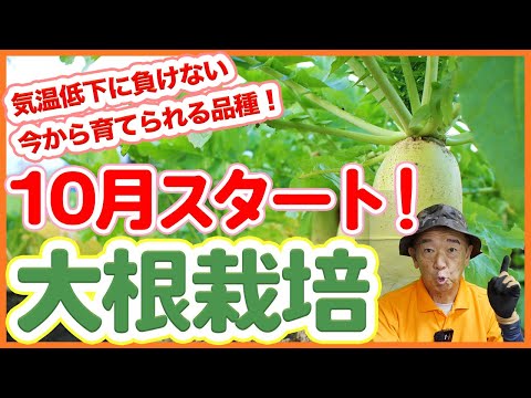 家庭菜園や農園の大根栽培で気温低下に負けない！10月後半から大根を育てたい方におすすめの品種！気温が低下した時にやるべき対策を徹底解説！【農園ライフ】