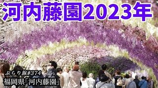 【藤の花絶景】ぶらり旅 第374回 「福岡県：河内藤園」-チケット制、混雑、見頃-"Fukuoka  Kawachi Wisteria Garden" best time to see