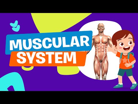 MUSCULAR SYSTEM | Science | Educational Video | Astronomy | Learning Video | Crash Course