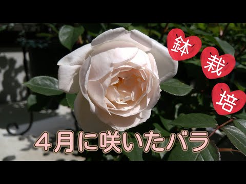 【2021年4月】今月咲いたバラ🌹【鉢栽培】