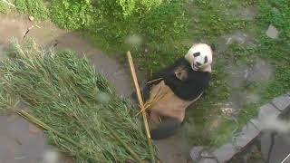 Happiness Village Baby Pandas Cam 10-31-2017 19:00:15 - 20:00:03