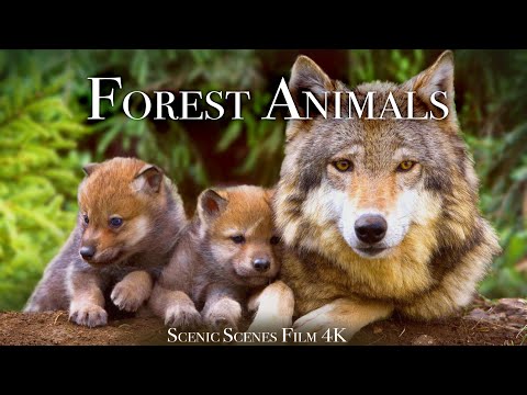 Forest Animals 4k - Amazing World of Forest Wildlife | Scenic Relaxation Film