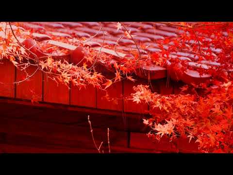 福壽山‧松盧の楓紅-台湾の楠山農園のソンルカエデの葉は赤(JEFF 4K video)-Fushoushan Songlu Fenghong Taiwan #jeff0007