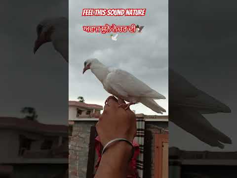 #pigeon#shotsvideo #kabuterbaaz#kabutarstatus #pigeonlover#youtube#nature #feel #sound#kabutarbazi